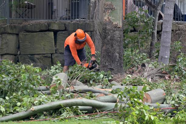 Tree Removal